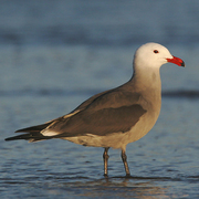 Bird of the week image