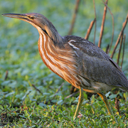 Note: heavily striped brown throat/chest and dark malar. Note: heavily striped brown throat/chest and dark malar.