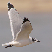 Adult nonbreeding Adult nonbreeding