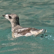 Breeding adult Breeding adult