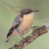 Adult Adult