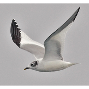 Adult nonbreeding. Note: partial gray hood. Black bill with yellow tip and wing pattern distinctive. Adult nonbreeding. Note: partial gray hood. Black bill with yellow tip and wing pattern distinctive.