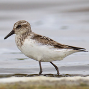 Summer adult Summer adult