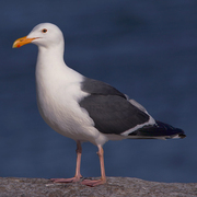 Adult breeding. Note: dark gray mantle, darker primary tips, and pink legs. Adult breeding. Note: dark gray mantle, darker primary tips, and pink legs.